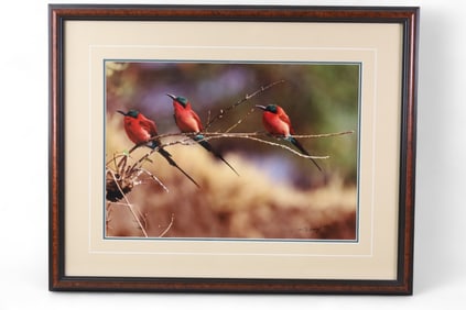 THOMAS D. MANGELSEN NATURE PHOTOGRAPH