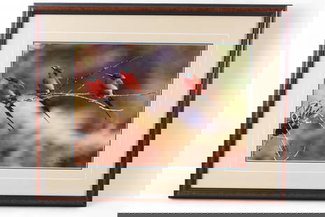 THOMAS D. MANGELSEN NATURE PHOTOGRAPH: NATURE PHOTGRAPH BY THOMAS D. MANGELSEN. SIGNED & DATED 1991, No 515 / 950. TITLED THE PERCH. 28" x 22" IN FRAME