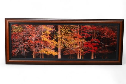 LARGE THOMAS D. MANGELSEN NATURE PHOTOGRAPH