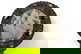 item-209694901=2