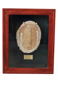 FRAMED TRILOBITE