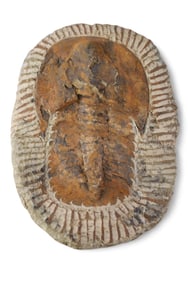 TRILOBITE