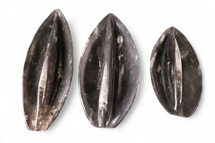 3 STONE FOSSIL TRAYS