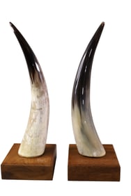 PAIR OF STEER HORNS