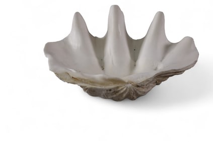 CLAM SHELL