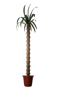 DECORATOR PALM TREE WALL ART