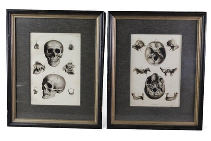 PAIR OF FRAMED SKULL PLATES