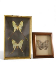3 FRAMED BUTTERFLIES