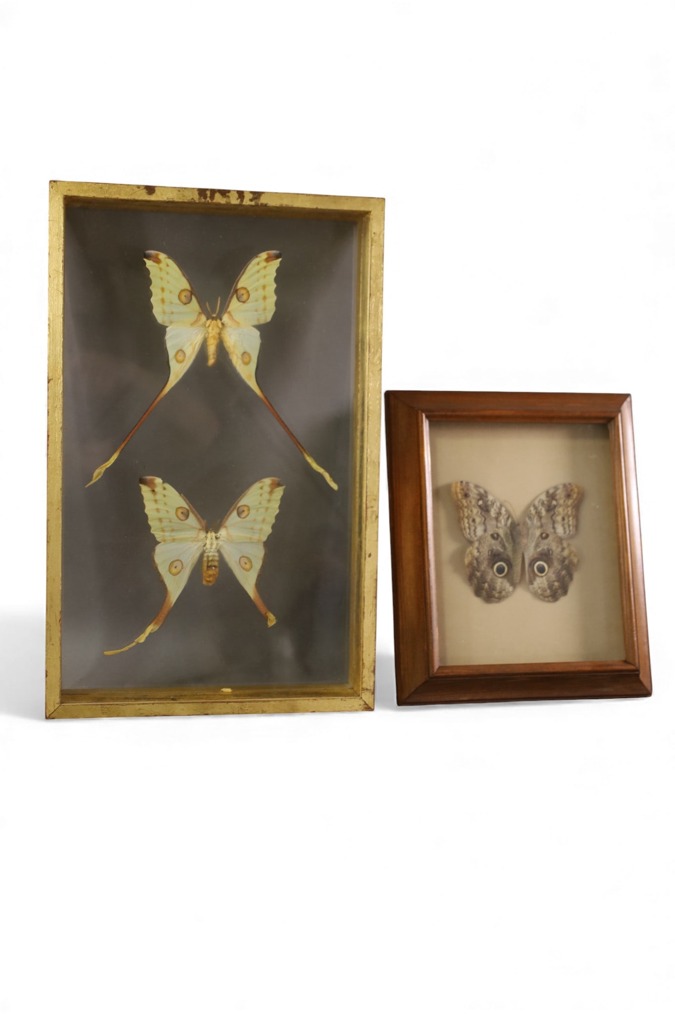 3 FRAMED BUTTERFLIES (1 of 3)