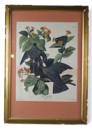 AUDUBON COLORED ETCHING
