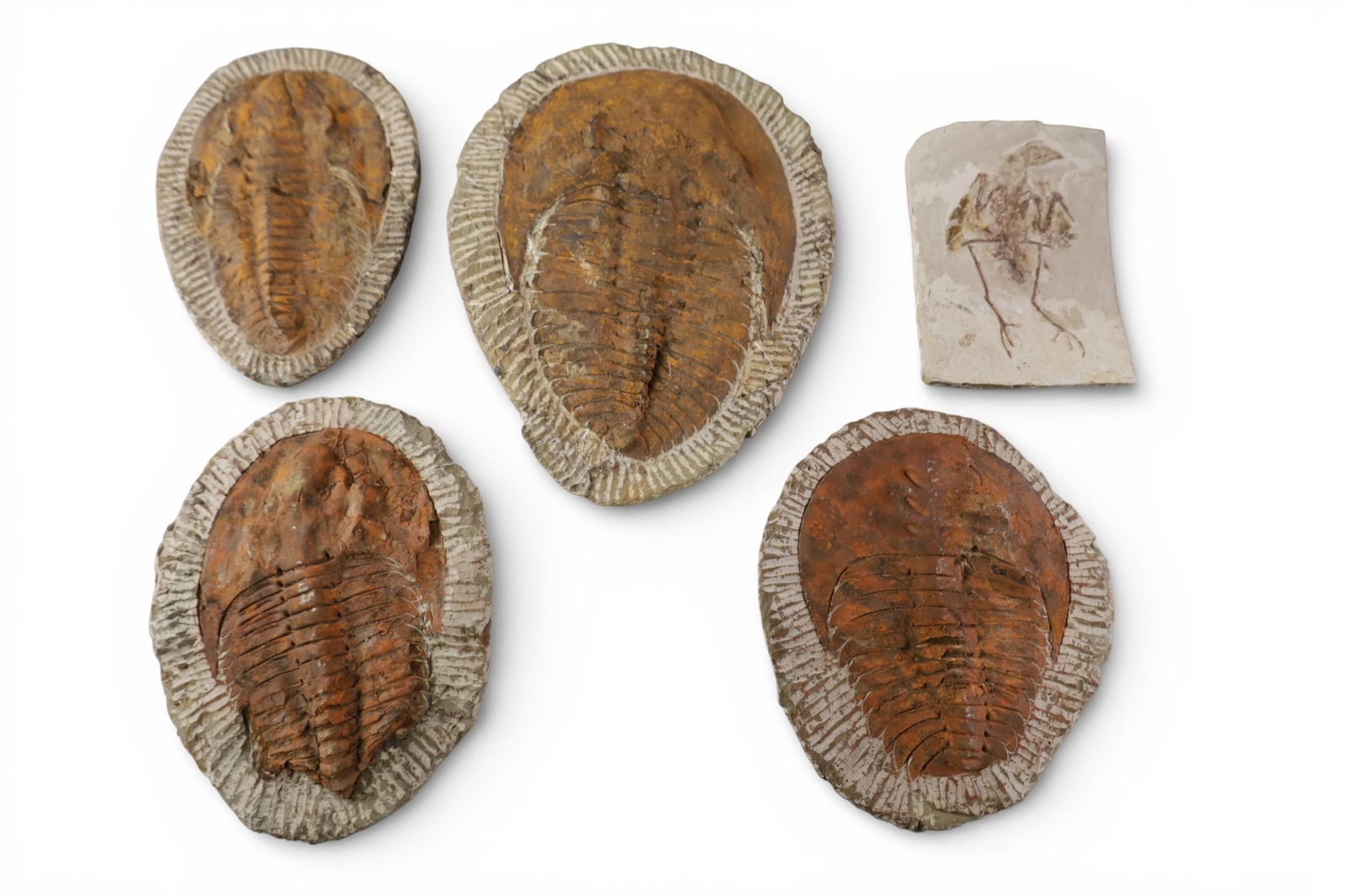 4 TRILOBITES & BIRD FOSSIL: 5 PIECES, 4 TRILOBITES & BIRD FOSSIL. 6 1/2" - 11" L.