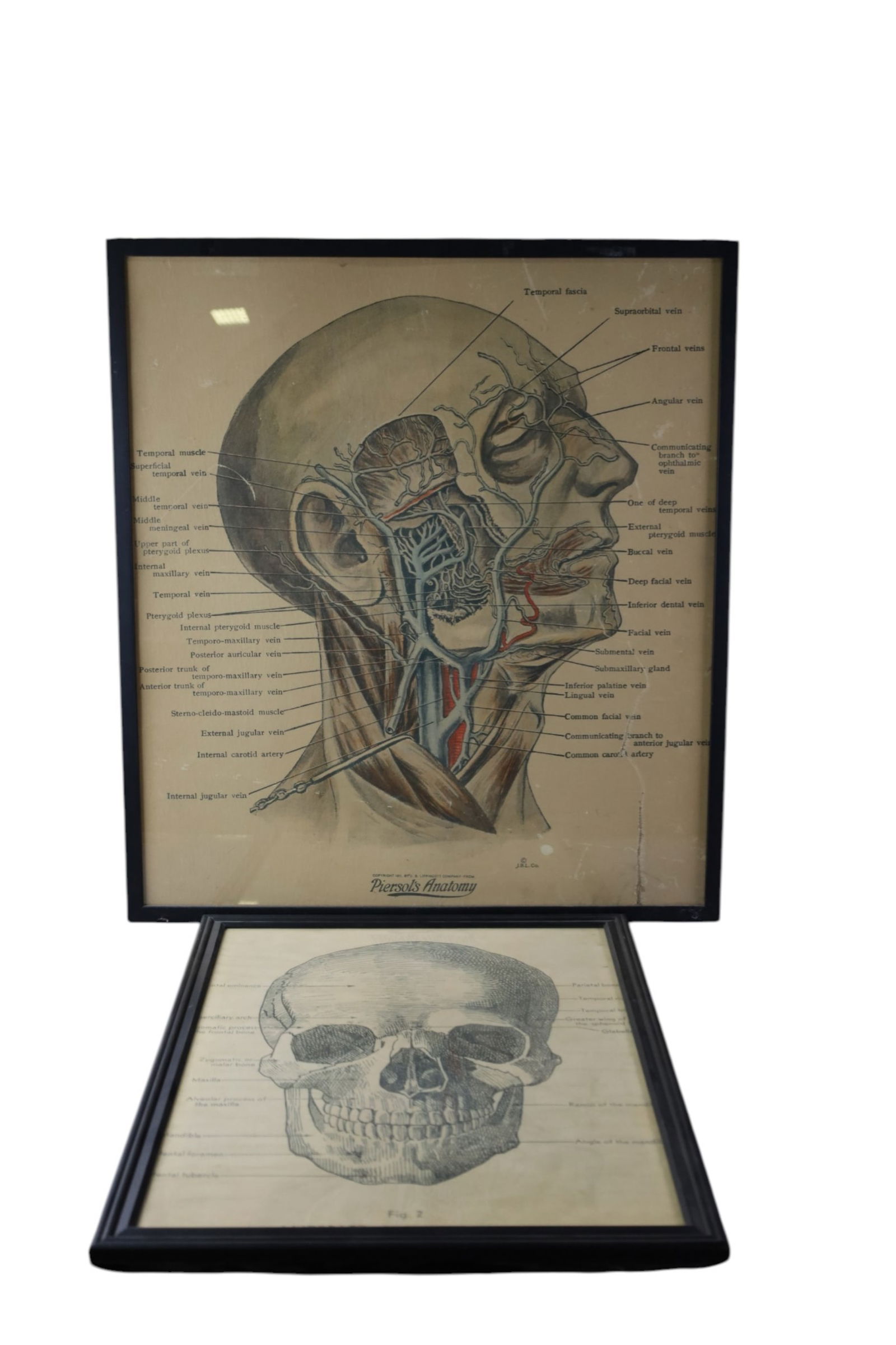 2 ANATOMY PRINTS: PIERSOL'S ANATOMY PRINT OF THE HEAD & ANTERIOR VIEW OF THE SKULL FIGURE 2. TEAR TO LOWER RIGHT. 28" x 31" & 20" x 26"