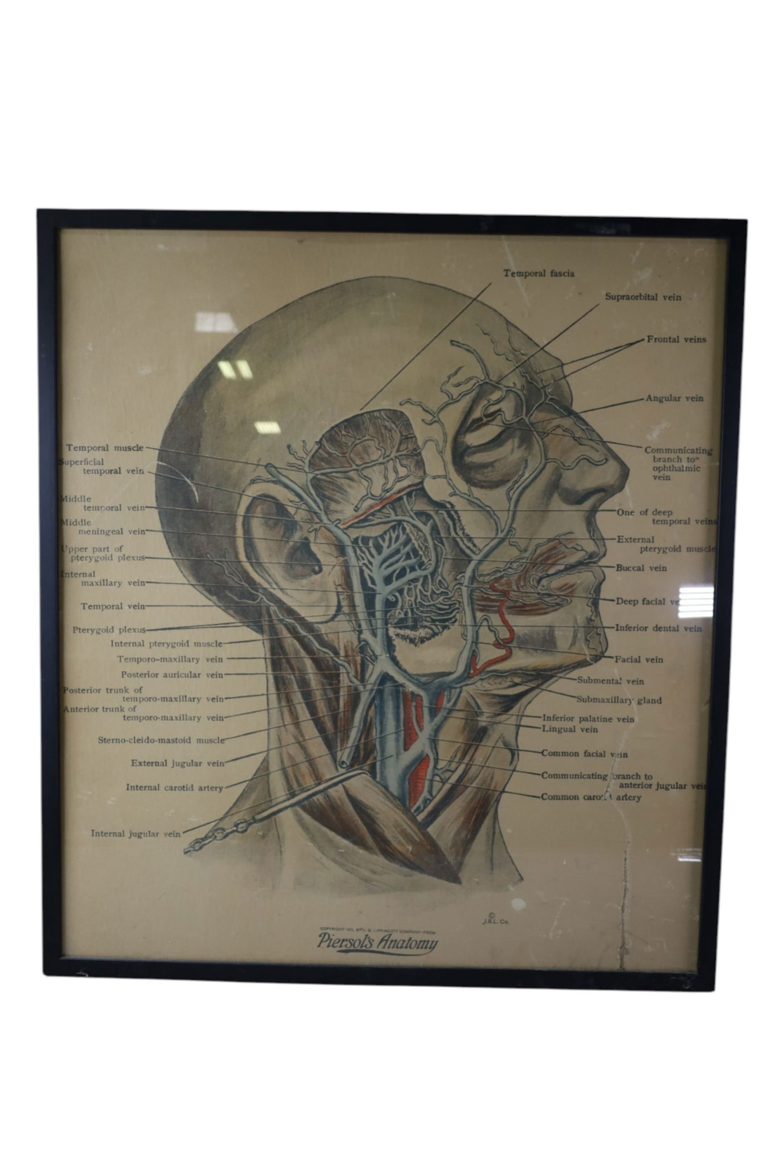 2 ANATOMY PRINTS - 2