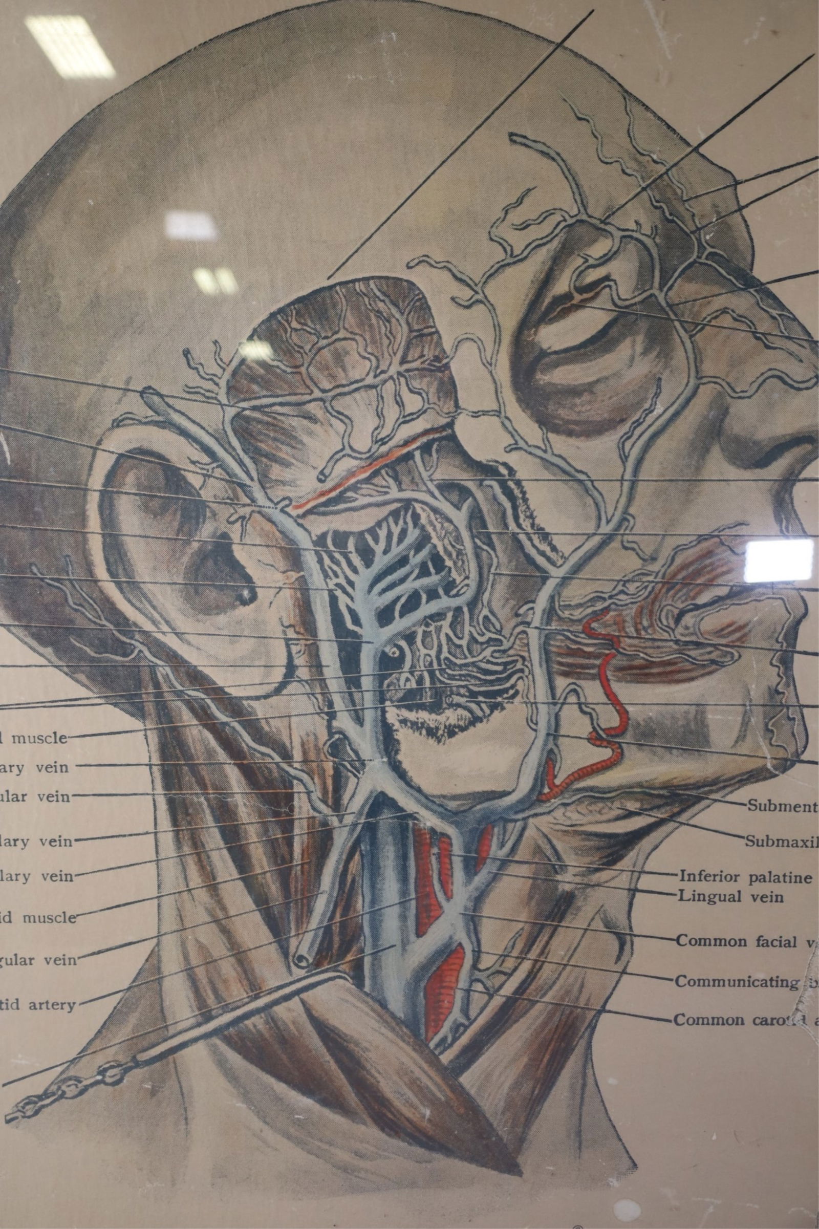 2 ANATOMY PRINTS - 3