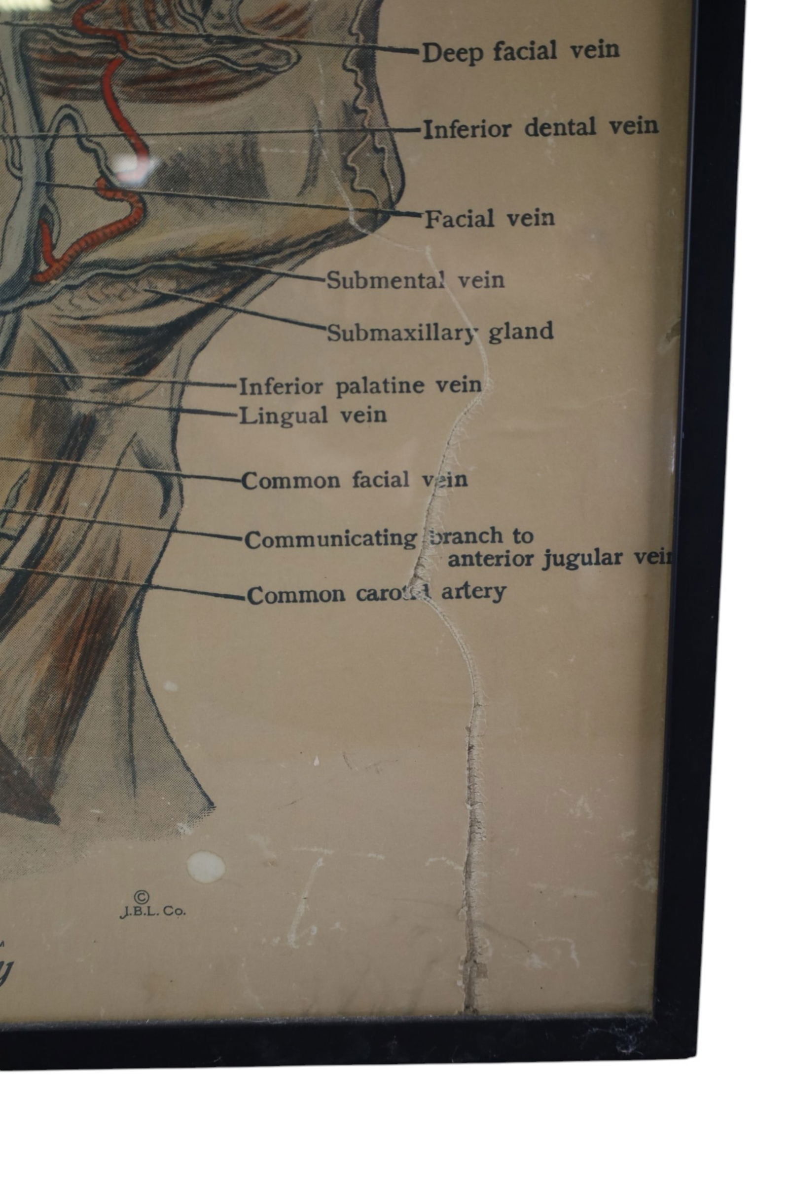 2 ANATOMY PRINTS - 4