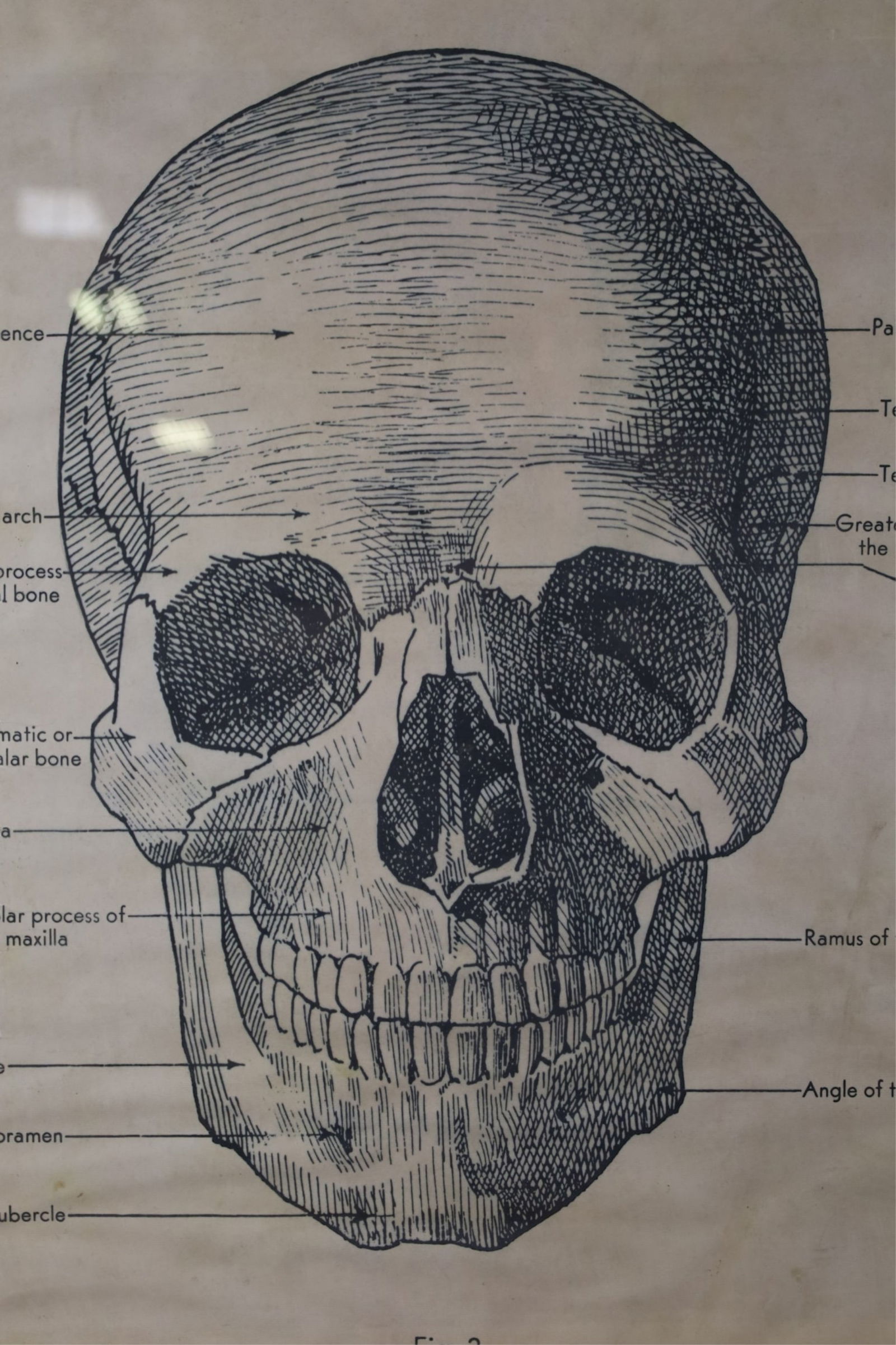 2 ANATOMY PRINTS - 5