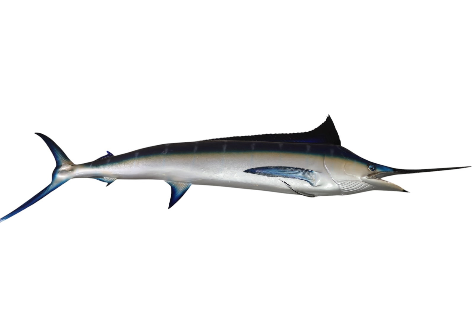 LARGE BLUE MARLIN: LARGE BLUE MARLIN, REPAIRS TO FIN. 118" L. THIS ITEM EXCEEDS SIZE LIMITATIONS FOR IN HOUSE SHIPPING, MUST BE PICKED UP IN HOUSE OR SHIPPED VIA 3rd PARTY GROUND SHIPPER.