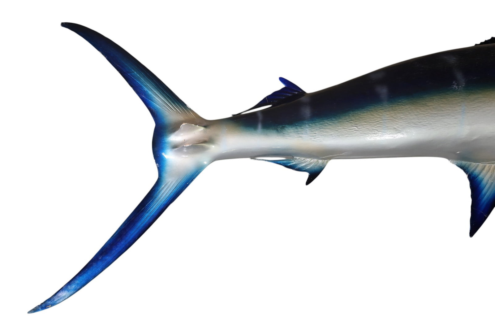 LARGE BLUE MARLIN - 4
