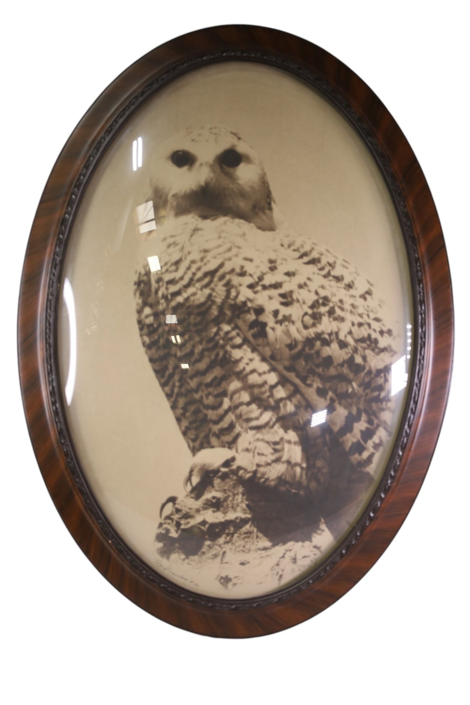 LARGE OWL PRINT: LARGE VICTORIAN OWL PRINT, MARKED RAY BRISCHINO. 29" x 40" THIS ITEM EXCEEDS SIZE LIMITATIONS FOR IN HOUSE SHIPPING, MUST BE PICKED UP IN HOUSE OR SHIPPED VIA 3rd PARTY GROUND SHIPPER.