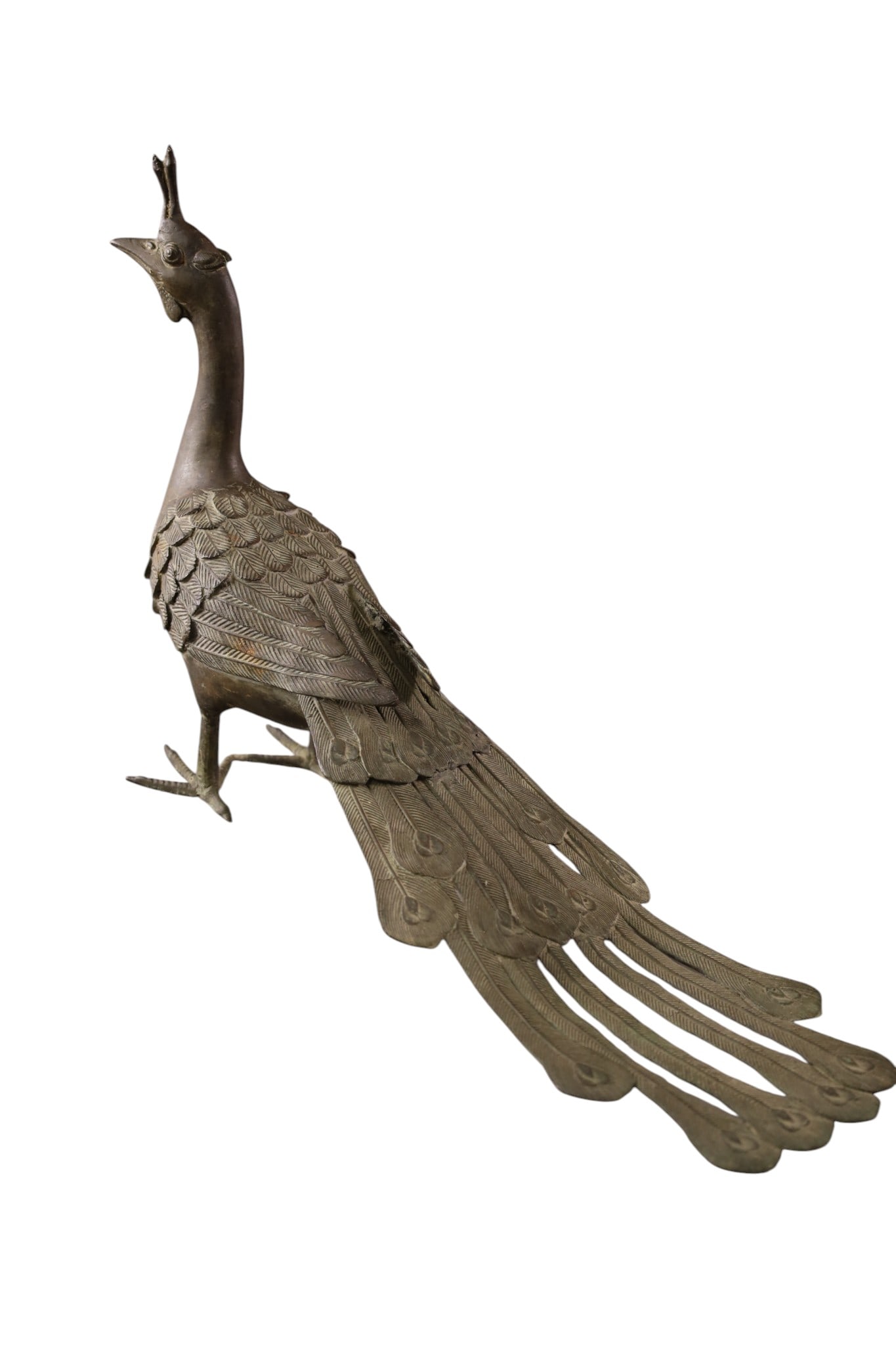 JAPANESE PEACOCK - 2