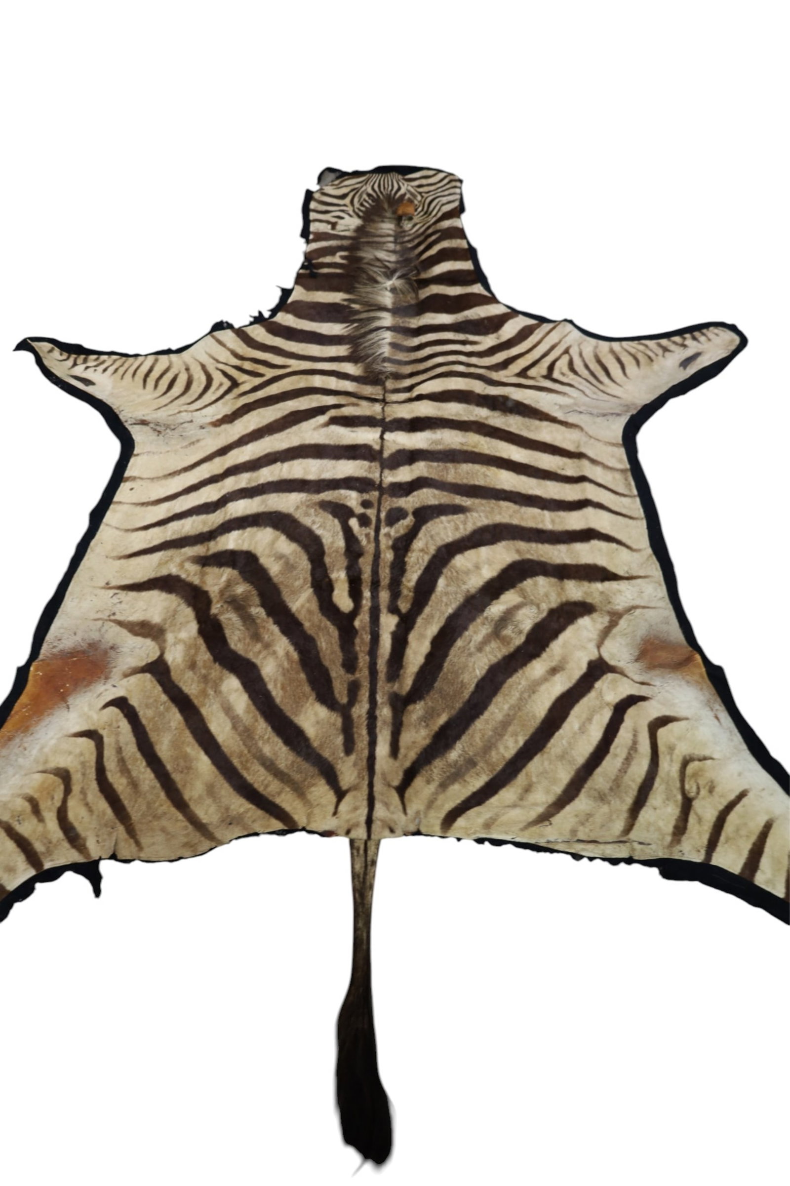 ZEBRA SKIN RUG: LARGE ZERA SKIN RUG, TAIL IS NOT ATTACHED. FUR LOSS. 77" x 96"