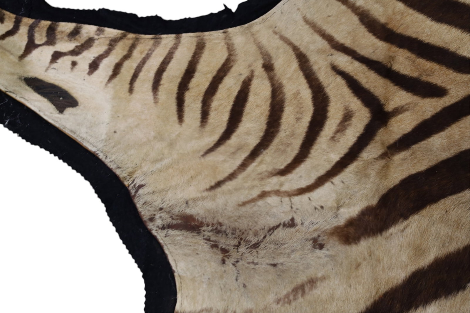 ZEBRA SKIN RUG - 4