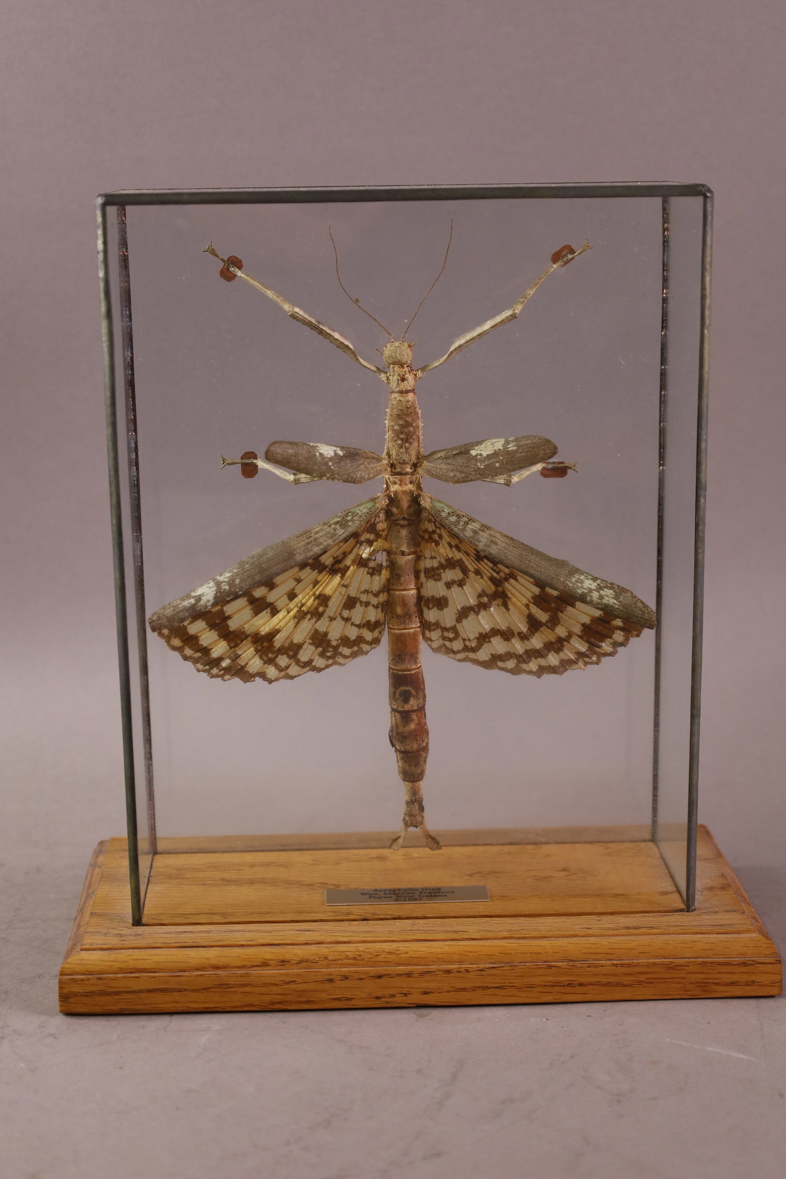 LARGE FRAMED INSECT: ACROPHYLLA TITAN, PAPA NEW GUINEA, 10" W X 11" H
