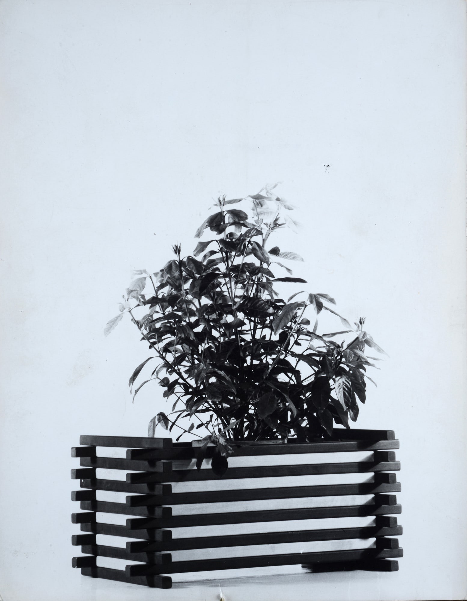 Ugo Mulas (Pozzolengo, 1928 - Milano, 1973) - Fioriera: Fotografia, cm. 29x22,5. Sul verso: firma.?.