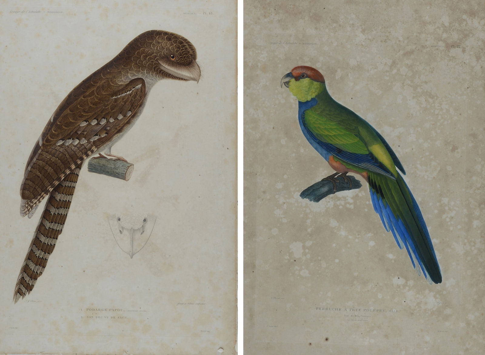 Coppia di incisioni tratte dal Voyage de l'Astrolabe - Zoologie: A) Podarge Papou (Nouvelle Guinee). Son bec vu de face, mm. 450x290, Geraud et Falbaux sculpserunt. J. G. Pretre pinx. J. Tastu ?dit. Oiseaux. PI. 132) Perruche ? t?te pourpre (male) - Port- du - Roi