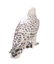 ROYAL COPENHAGEN DENMARK PORCELAIN HAWK FIGURINE - 3