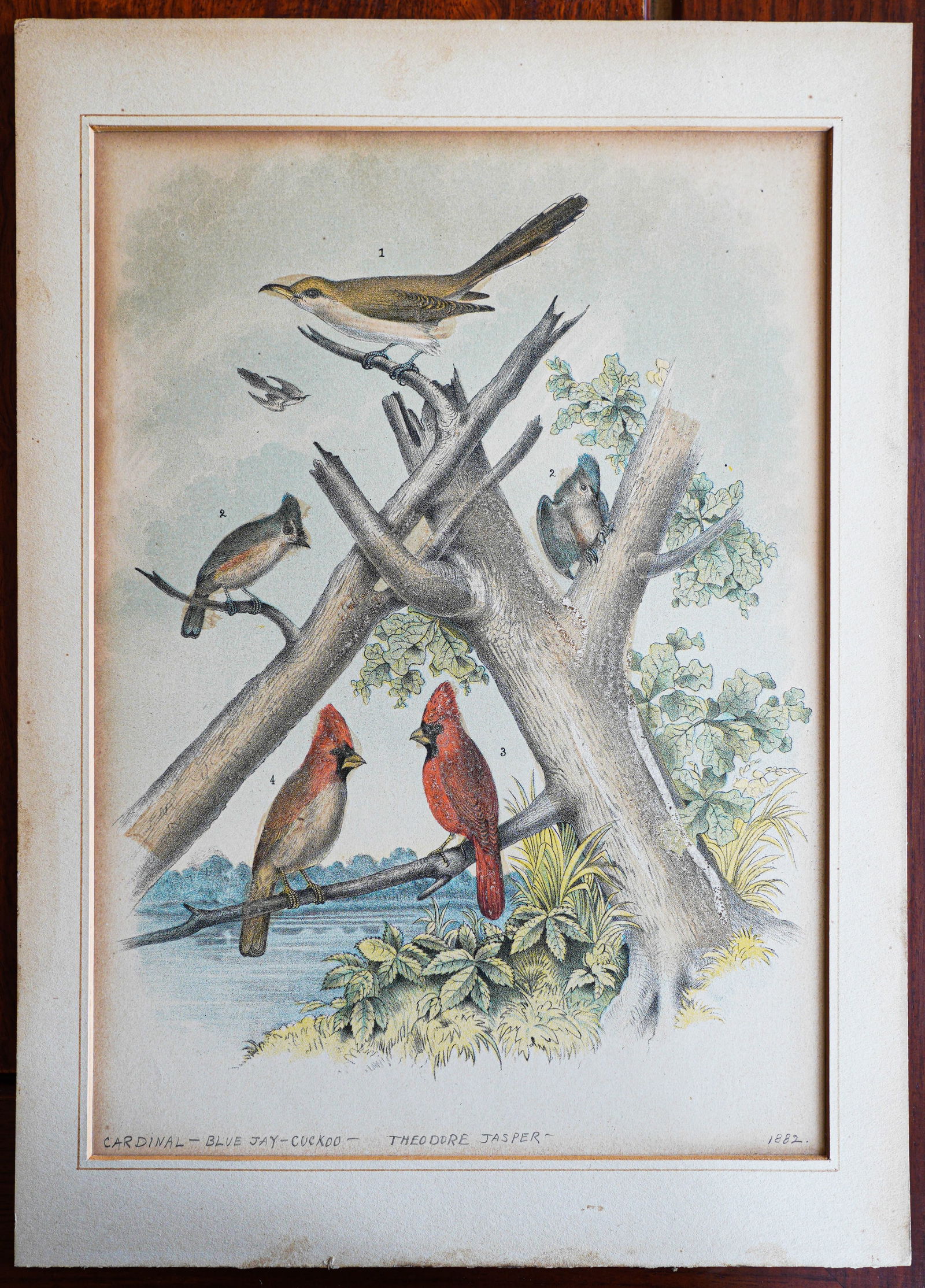 Antique Hand coloring lithograph print, specifically Plate XXVIII: Antique color lithograph print, specifically Plate XXVIII, from the book The Birds of North America by Theodore Jasper, published by Jacob H. Studer around 1881. Overall size: 14" x 10". In-House ship