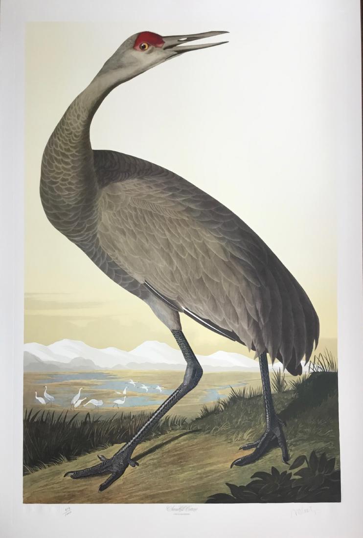 Lithograph, Sandhill Crane, by M. Bernard Loates (1 of 1)
