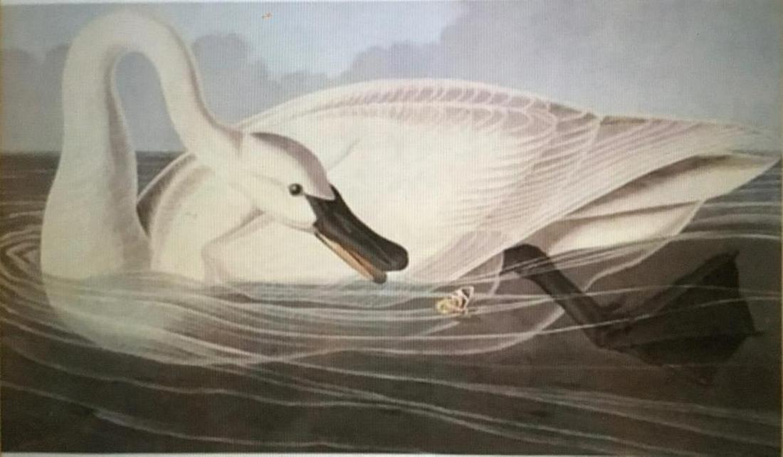 Trumpeter Swan Lithograph, After Audubon by M. Bernard: Trumpeter Swan Lithograph, After Audubon by M. Bernard A limited edition M. Bernard Loates lithograph after John James Audubon's (1785-1851) work Trumpeter Swan. This work depicts a beige, brown, and 