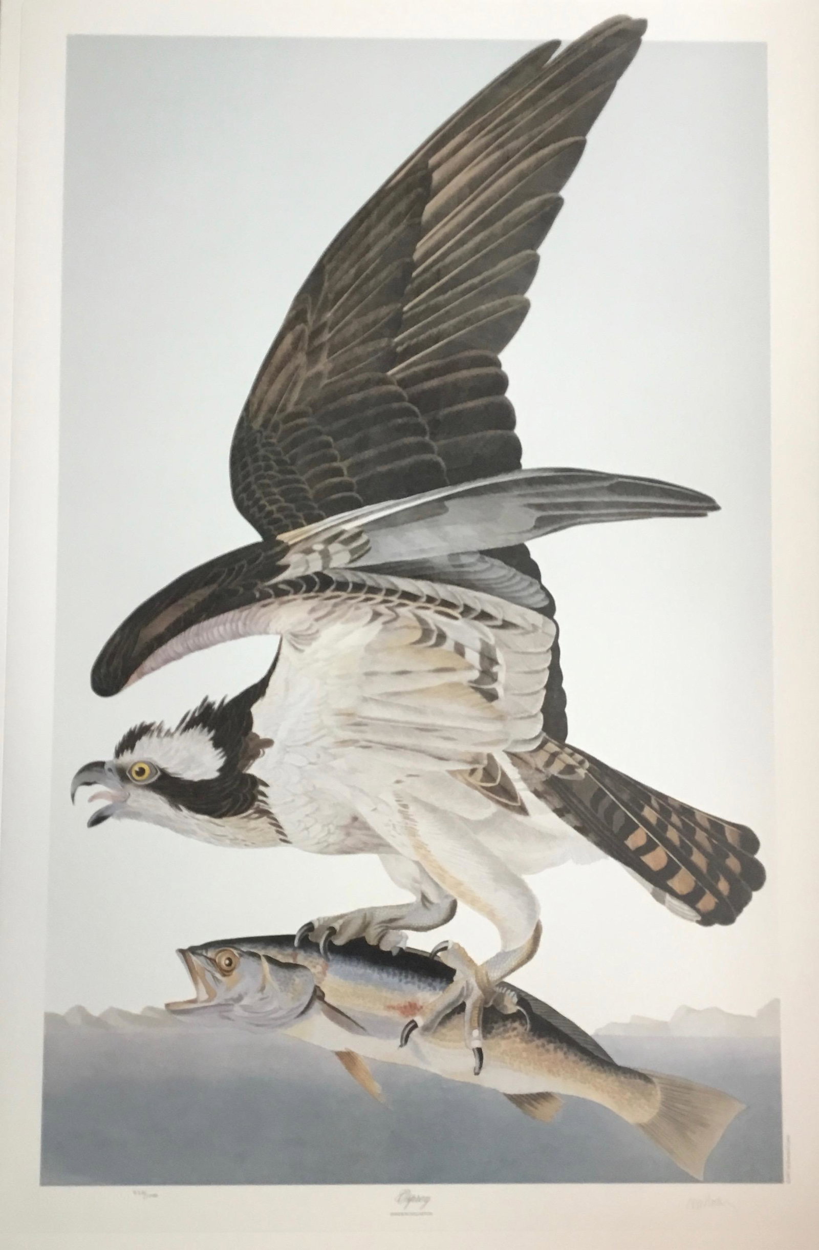 Audubon Osprey: A limited edition M. Bernard Loates lithograph after John James Audubon (1785-1851) work Osprey. This work on a double elephant folio sheet measuring 39.5 x 26.5 inches depicts an Osprey in flight wit