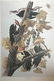 Audubon Pileated Woodpecker by M. Bernard Loates