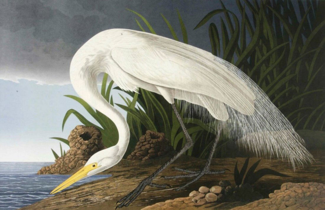 Audubon Snowy Egret by Bernard Loates (1 of 1)