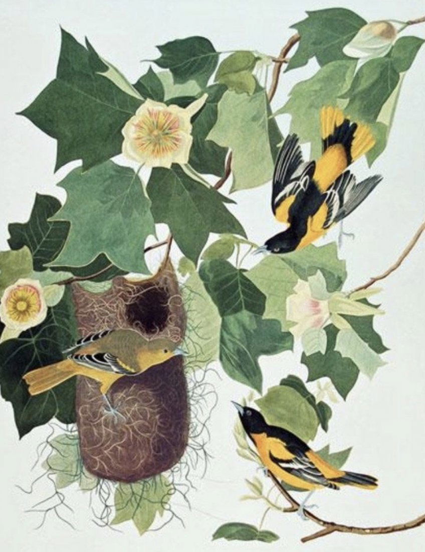 Audubon Baltimore Oriole by Bernard Loates (1 of 1)