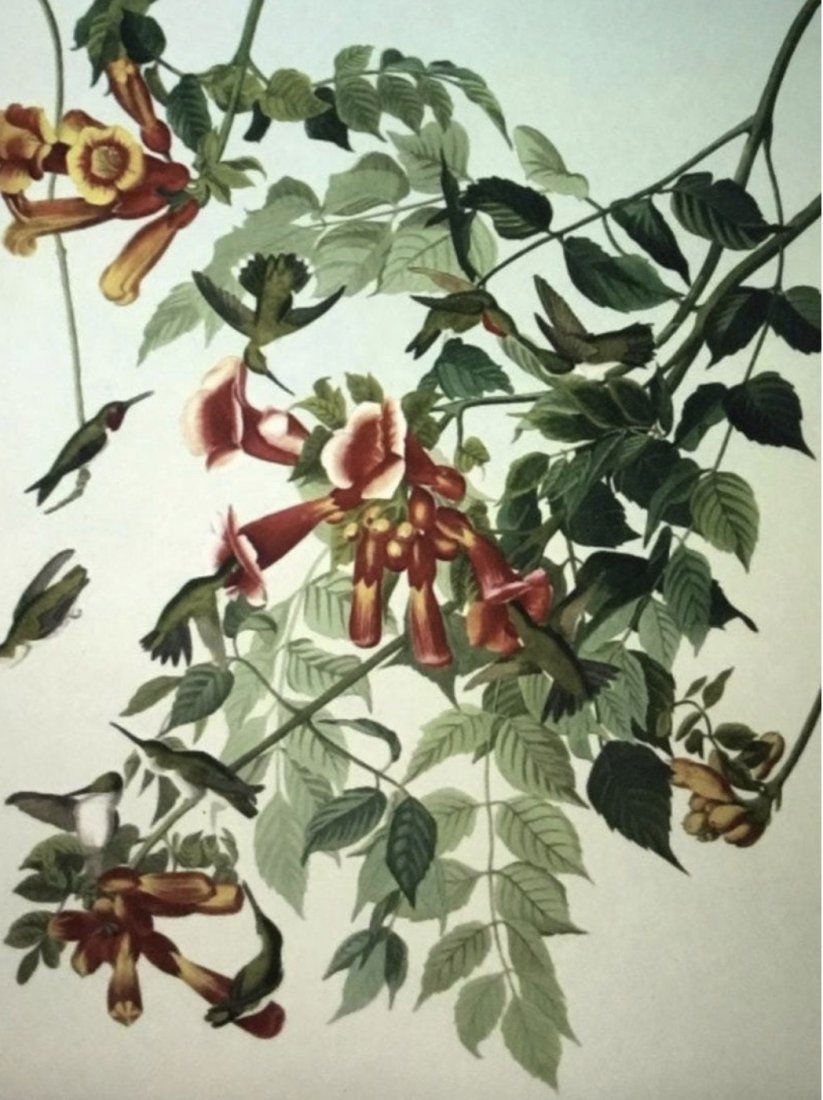Audubon Ruby Throated Hummingbird by M.Bernard Loates (1 of 1)