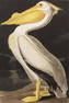 Audubon White Pelican by M Bernard Loates