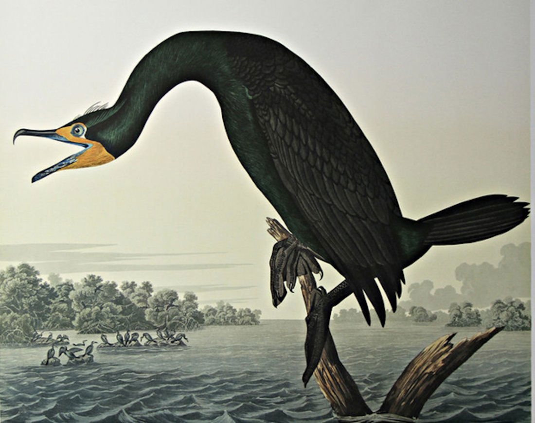 Audubon Cormorant by Bernard Loates (1 of 1)