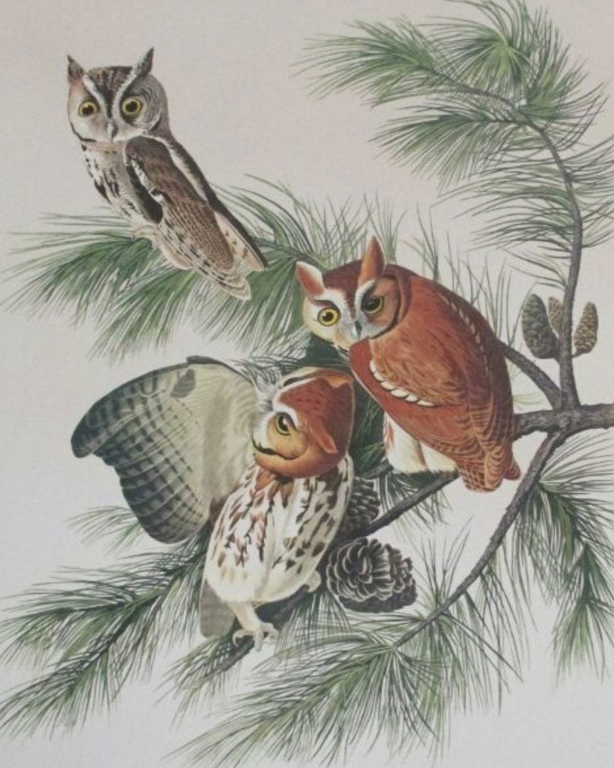 Audubon Screech Owl by M Bernard Loates (1 of 1)