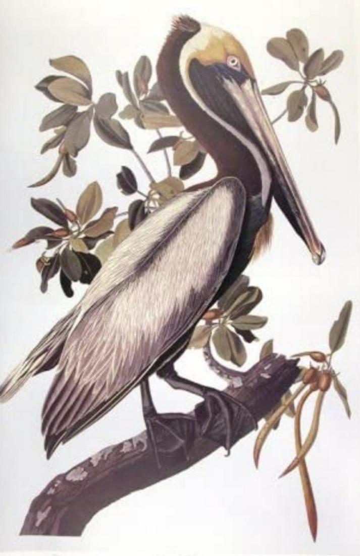 Audubon Brown Pelican by Bernard Loates (1 of 1)