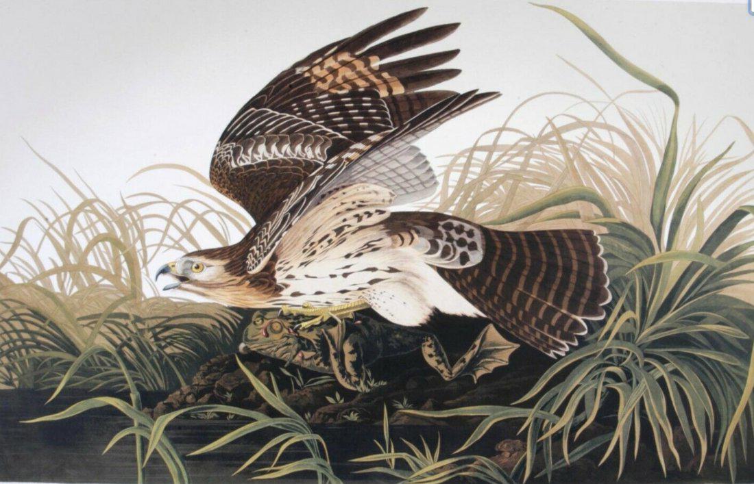 Audubon Red Shoulder Hawk by Bernard Loates (1 of 1)