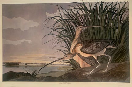 Bernard Loates Audubon, Long Billed Curfew