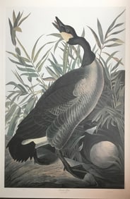 Bernard Loates Audubon, Canadian Goose