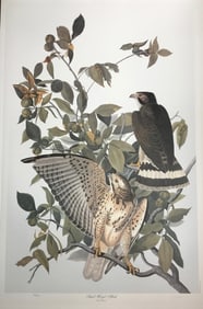 Bernard Loates Audubon