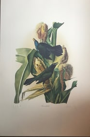 Bernard Loates Audubon