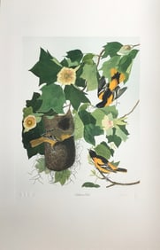 Bernard Loates Audubon, Baltimore Oriole Bird