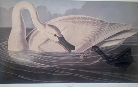 Bernard Loates Audubon, Trumpeter Swan
