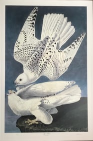 Bernard Loates Audubon Gyr Falcon
